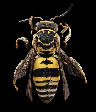 Image by USGS