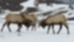 Elk displaying dominance and fighting in the snowy foothills