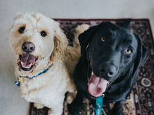dogs - pets