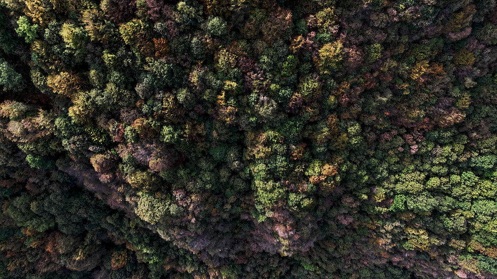 Image by Cosmin Andrei Buzamat