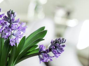 Hyacinth Flower