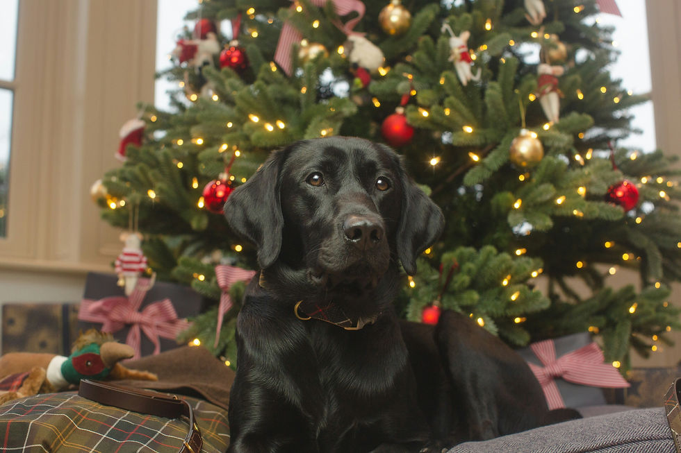 dog under the Christmas tree is safe from toxic holiday plants