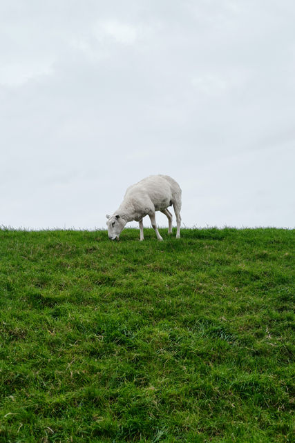 Image by Bob van Aubel