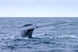 Ballenas en Azores