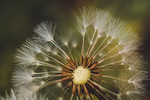 Image by Jane