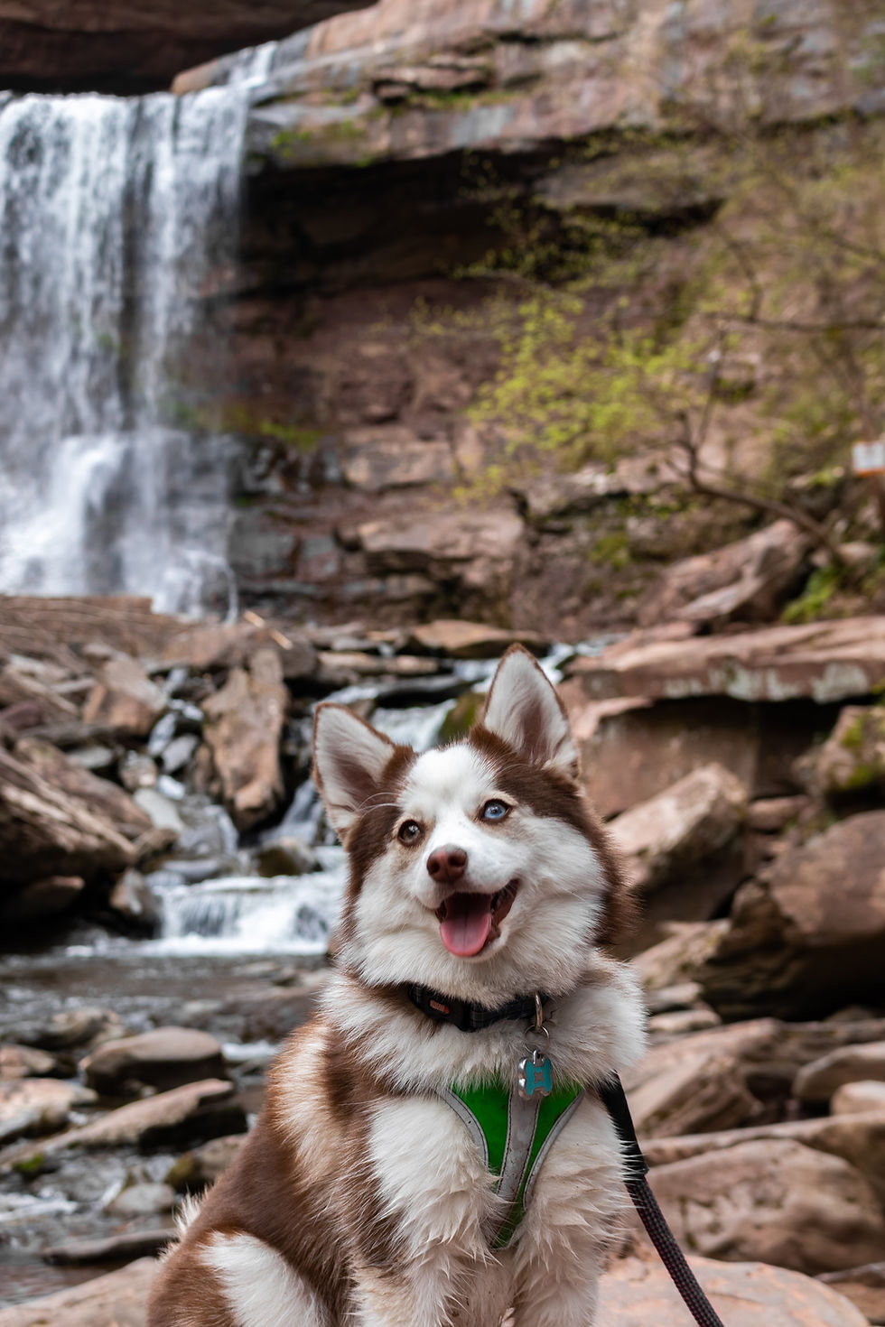 hond achter waterval