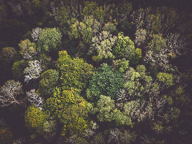 Image by Ivan Bandura