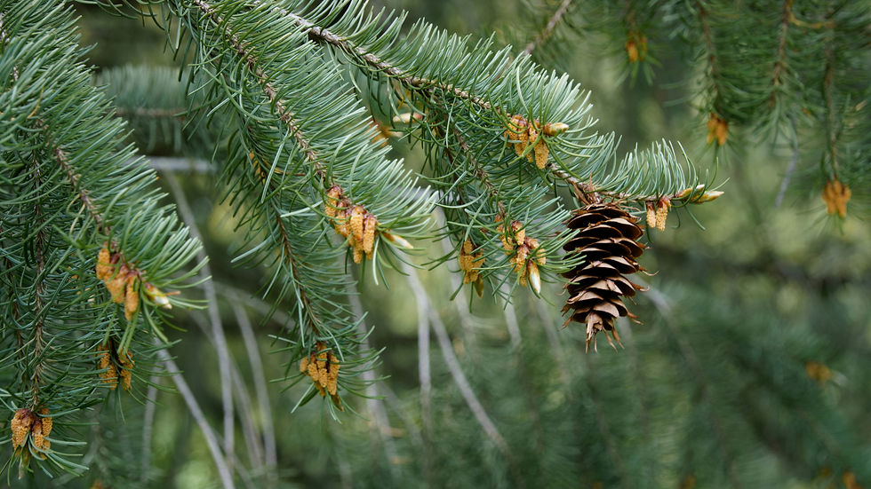 Vertiefungskurs Lichtarbeit - Die grüne Flamme