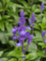 Blue Salvia