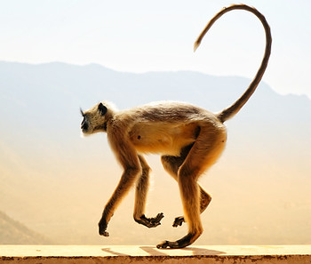 Langoor Monkey