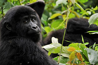 RUANDA IR UGANDA - GORILOS, RYTŲ AFRIKOS DŽIUNGLĖS IR ŽMONĖS