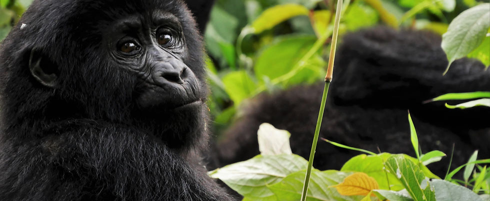 voyage en ouganda