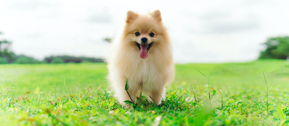 Pomeranian walking in grass