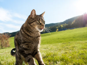 Tính tò mò của mèo: Là bản năng hay bản lĩnh?