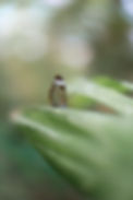 Photo of a butterfly