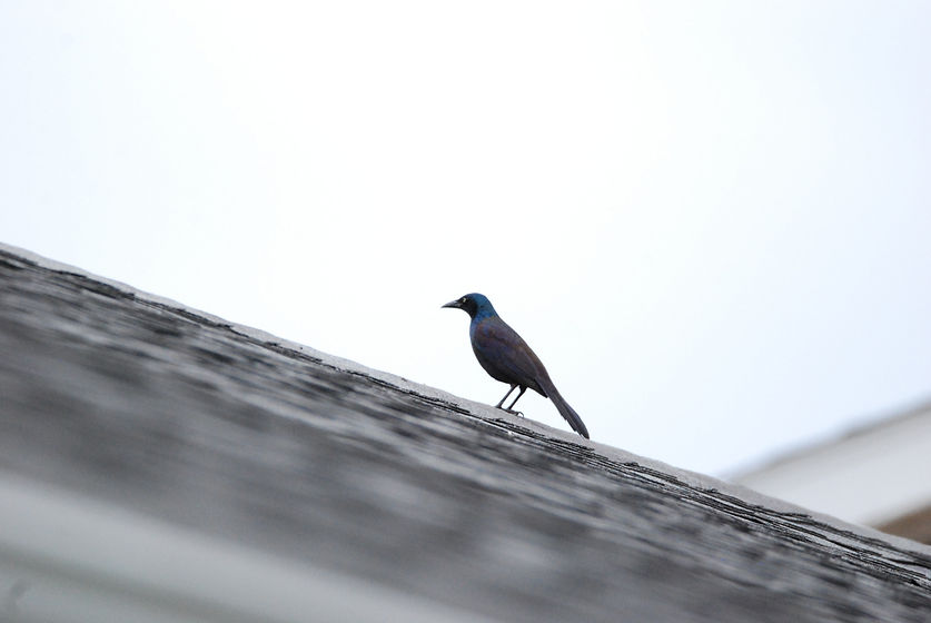 Image by Tyler Jamieson Moulton
