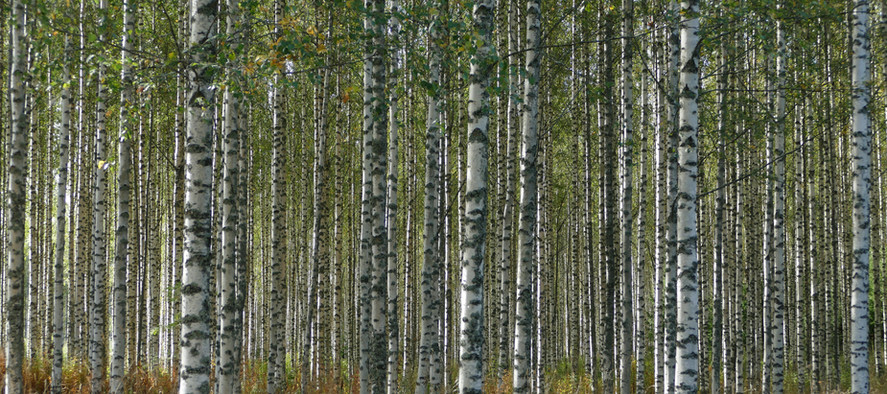 Birkenwald mit grünen Blättern. Natur, Wald, Abenteuer, Wetter. Vagabundo.