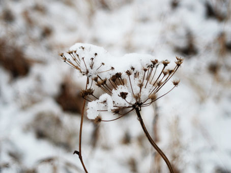 Winter Solstice: Spiritual Significance & Sacred Wisdom