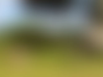 Ponies and donkeys in the New Forest