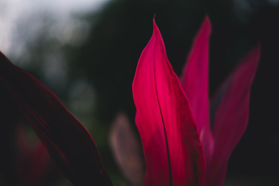 Image by Tim Mossholder