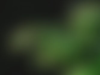 Water Purifying Plants