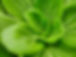 Fresh green bok choy