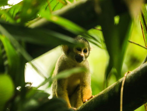 Kolumbiens Tierwelt: Ein Paradies für Naturentdecker