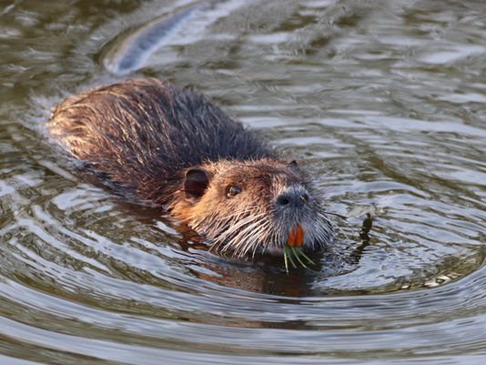 UK Government Says That Devon's Beavers Are Allowed To Stay!