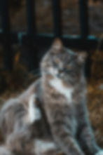 Gray and White Cat Scratching a Flea
