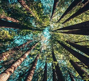 Image by Casey Horner
