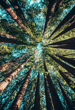 Image by Casey Horner