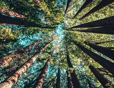 Image by Casey Horner