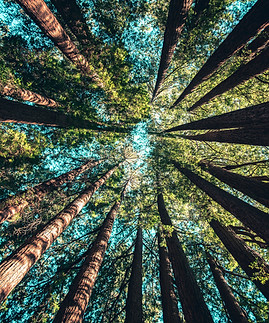 Image by Casey Horner