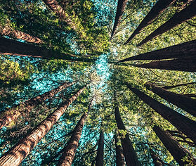Image by Casey Horner