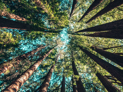 Key Sustainability Trends in 2022 and What It Means for Your Business