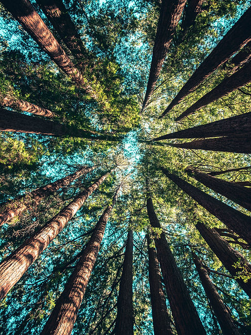 Capturing a Scenic View of Trees