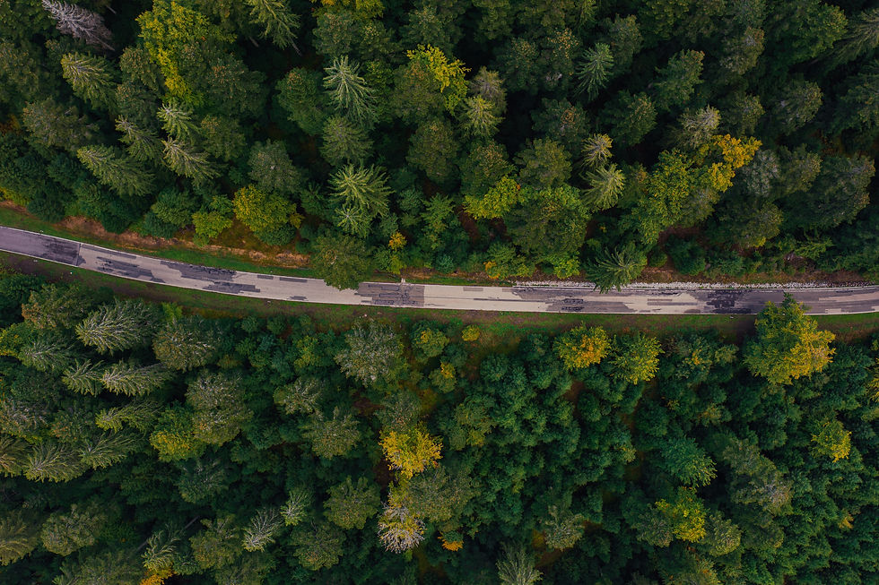 aerial view of a road winding through a forest