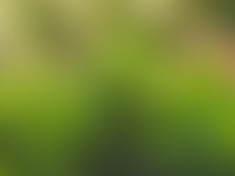 A Lesson about Boxwood