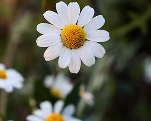 Image by hanna plants