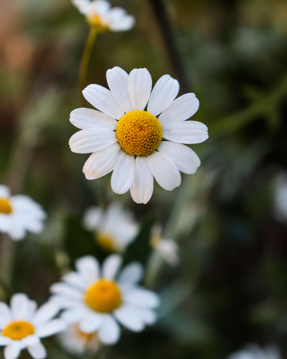 Image by hanna plants