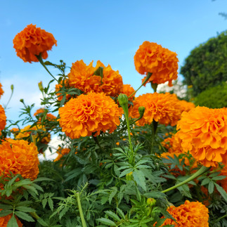 A vibrant cluster of orange marigold flowers blooming under a clear blue sky with greenery in the background.