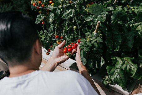 How to Pick the Right Organic Fertilizer 
