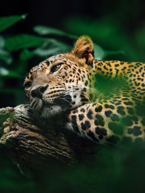 Min ambiente lanza línea telefónica para denunciar casos de asesinato de jaguares