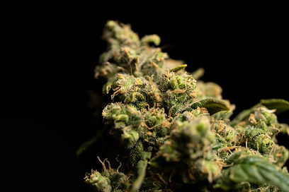 Image by CRYSTALWEED cannabis