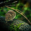 Image by Marvin Zettl