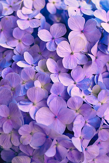 Image by Hisu lee