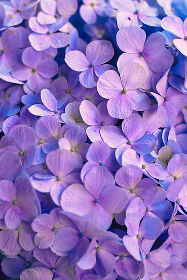 Image by Hisu lee