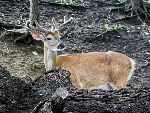 Whitetail Deer