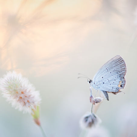 Metamorphosis