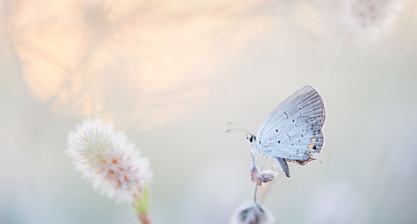 Image by Ray Hennessy